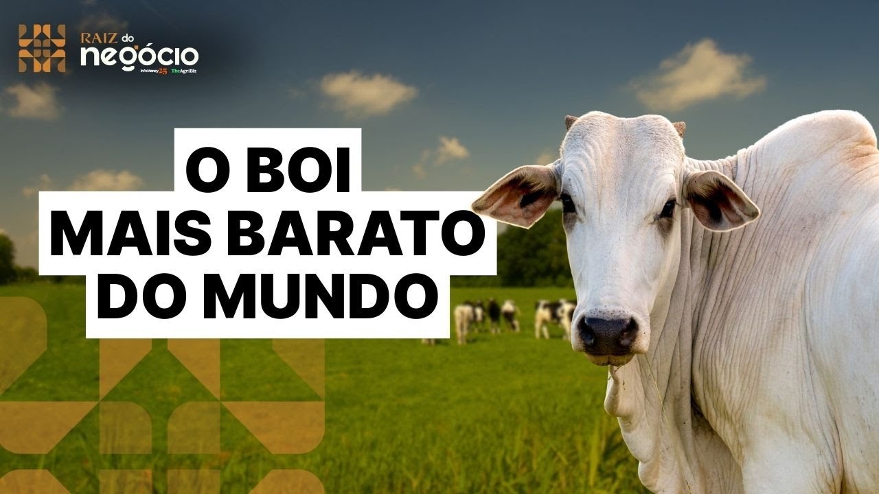 BRASIL TEM O BOI MAIS BARATO DO MUNDO veja a comparação com outros países | Raiz do Negócio