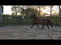 Show jumping horse Talentvolle 4 jarige ruin