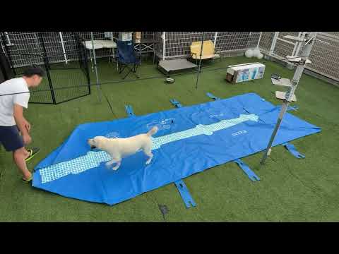 犬用大型プール作ります（ほぼしゃべりません）