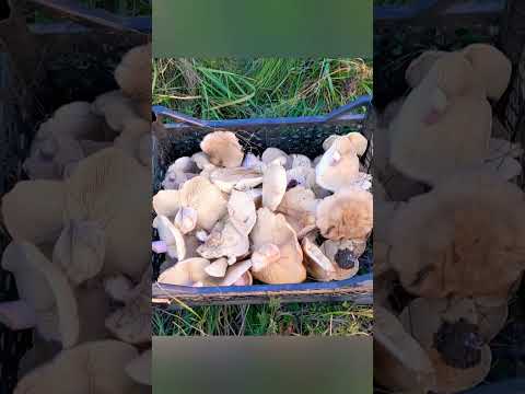 Хорошие грибочки #грибы #mushroom #shorts
