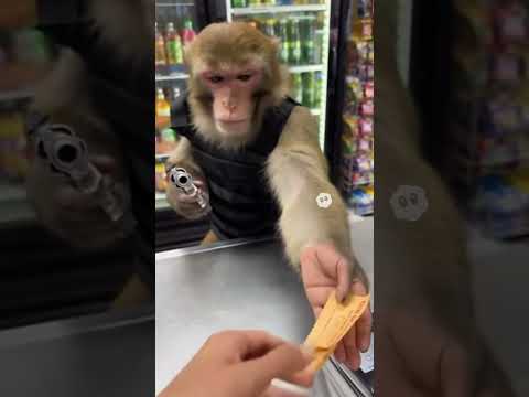 Dumb bro playing with robber #monkey #funny #fyp #robbery