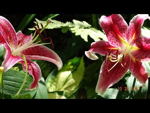 My Cottage Garden Drama