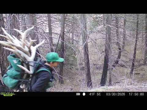 2026 Elk Shed Hunting Brandon Pitcher ( Caught on Cell Cam Killing it )