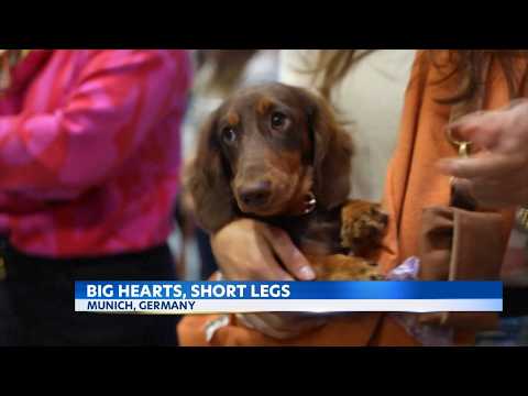 Over <strong>100</strong> dachshunds race through Munich for <strong>the</strong> top trophy