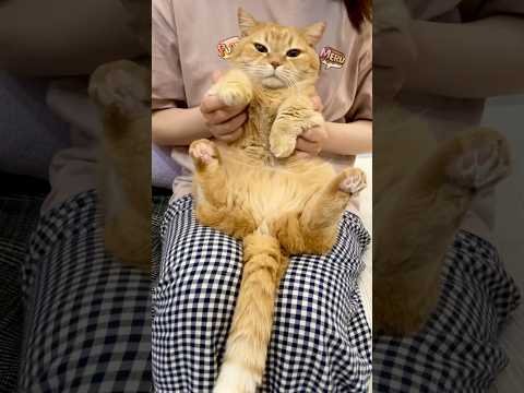 #ポムポムビート を猫のプリンが踊ってみた!
