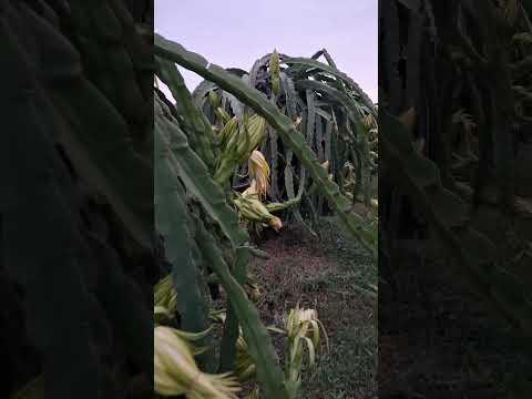 nghỉ điện trúng ngay hàng mùa. Không biết đi về đâu #thanh vlog2271