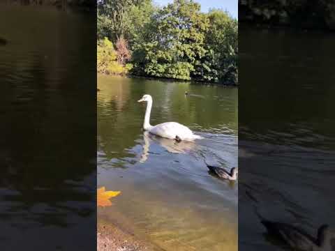 swan swan