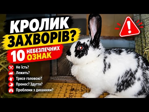 КРОЛИК ЗАХВОРІВ? 10 ОЗНАК, ЯКІ НЕ МОЖНА ІГНОРУВАТИ!
