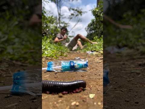 Strange trick, this biscuit lollipop actually made the millipede move closer.#shorts#centipede