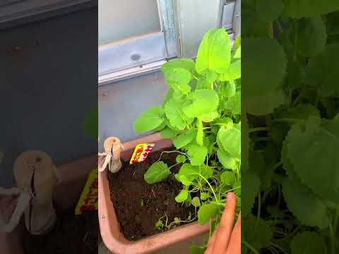 ปลูกคะน้าญี่ปุ่นคาคินะในกระถา