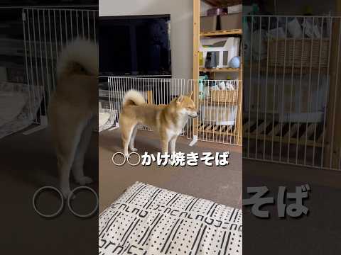柴犬とん君の親子動画で癒しと笑顔を楽しもう サムネイル