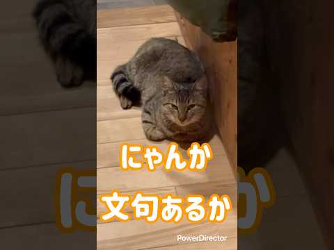 家にいすわってる野良猫ちゃん🐱　#cat #子猫 #野良猫