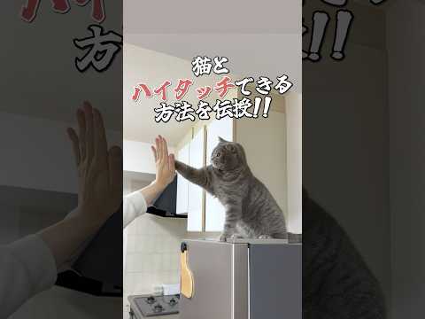 猫とハイタッチしたい人集合🙌 #ねこ #猫 #cat #猫のいる暮らし #猫動画