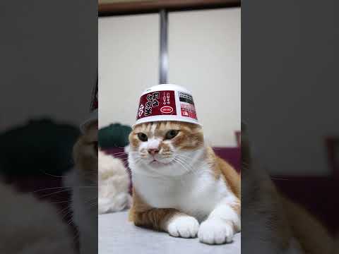 癒しのひととき：かわいい猫とミニ天ぷらそばのほっこり動画 サムネイル