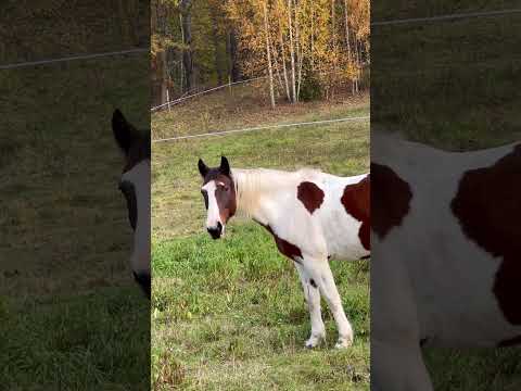 Moje kochane koniki ❤️ #konie #horse