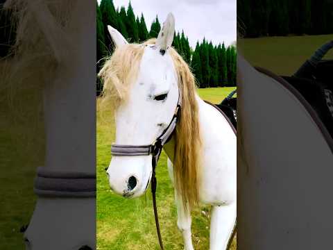 The Most Awkward Horse Statue Ever