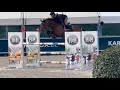 حصان القفز Competitive nine  year old mare