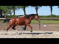 Dressage horse Talentvolle ruin - Just Wimphof