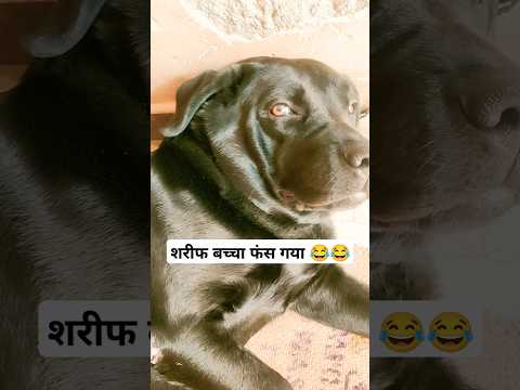 शरीफ बच्चा फंस गया आज 😂 | #dog #shorts @AnantRastogi #funny #viralshorts #memes #youtubeshorts