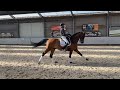 Dressage horse Super schoolmaster (14 jaar; succesvol in Lichte tour)