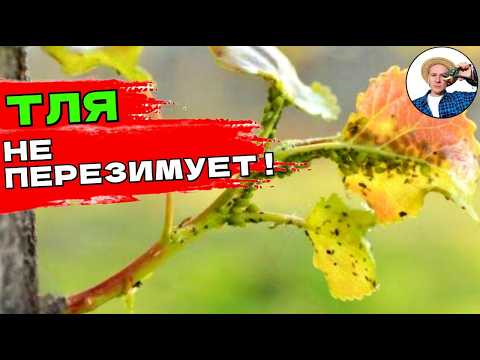 ТЛЯ - Осенью - не дайте ей перезимовать Без Химии!