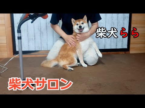 柴犬サロン
