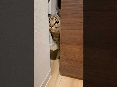 猫の動画サムネイル - パパを出迎える猫たちが可愛すぎる... #shorts #猫 #cat