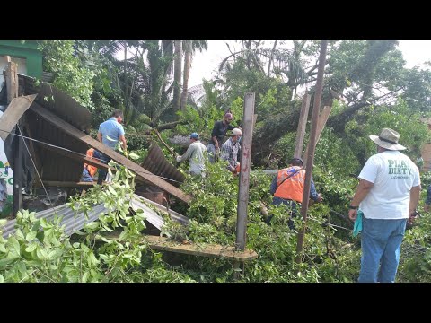 Dos árboles han caído en el departamento de Izabal