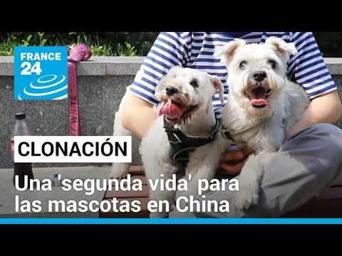 La clonación de mascotas en China, un negocio en auge