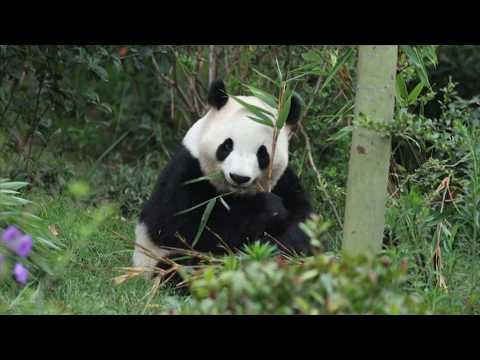 Atlanta welcomes two pandas <strong>from</strong> <strong>China</strong> on 10-year loan