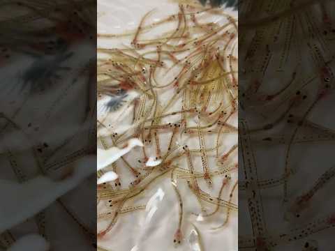 最後に白魚の踊り食いが食べたい！