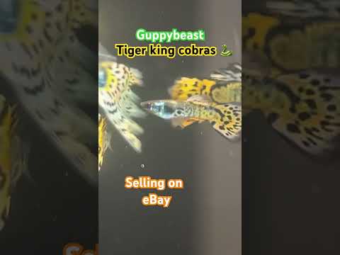 Tiger king 🐍 guppies  eBay seller home breeding 