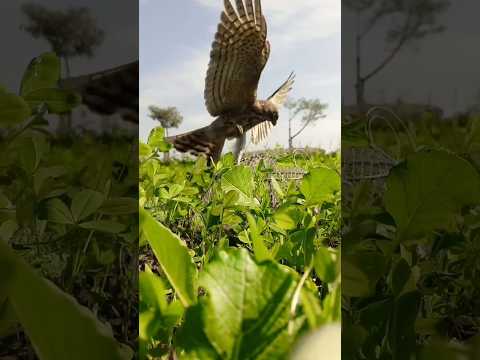 Shikra bird Trap #birds #eaglehunting #birdhunting #hunting #eaglehunt