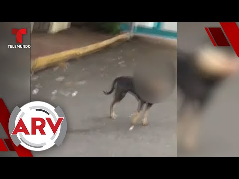 Perro con pie humano en el hocico captado paseando | Al Rojo Vivo | Telemundo