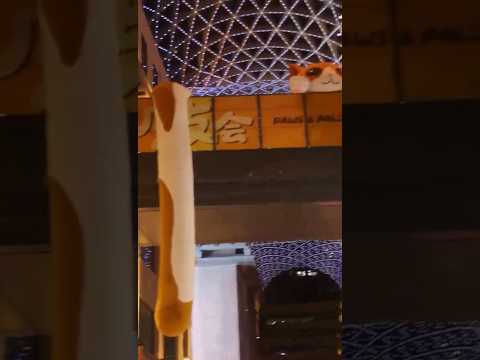 Why Shanghai is Obsessed with Cats