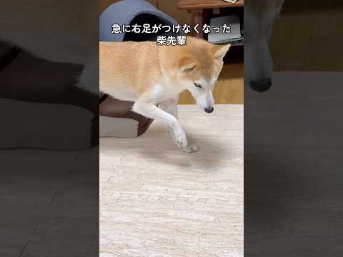 柴犬によく見られる病気でした #shorts