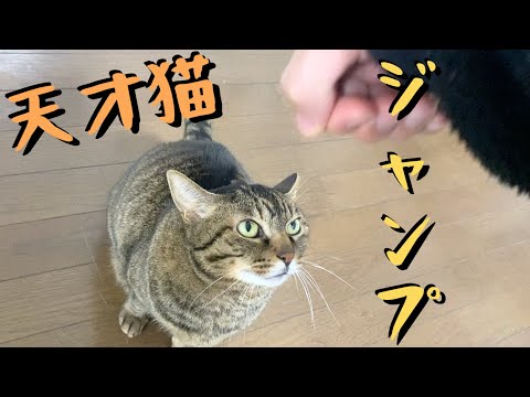 飼い主の掛け声でジャンプする従順すぎる天才猫