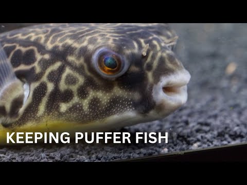 Best 5 Tips For Keeping Puffer Fish! Puffer Fish are one of the best fish we can keep in the hobby if done correctly.  These tips will gi
