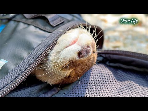 川辺で無邪気に寝るカワウソに胸キュン [Otter Life Day 980]