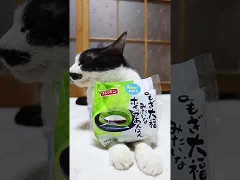 猫の動画サムネイル - よもぎ大福みたいなホイップあんぱん　250522 #のせ猫　 #cat #ねこ #cute #ネコ #ネコ #のせ猫 #猫 #猫のいる暮らし #かご猫