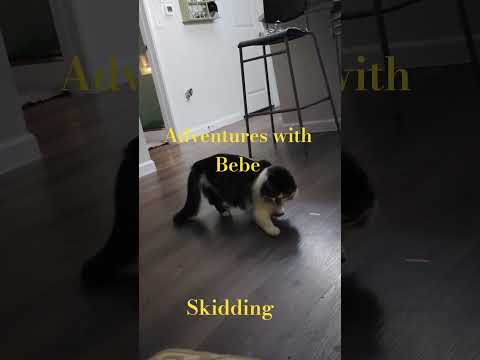 Adventures with Bebe- SKIDDING  across the floor #cat #cat play #catplay #fun