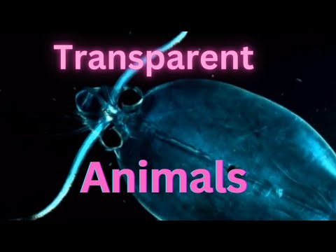 transparent animals 