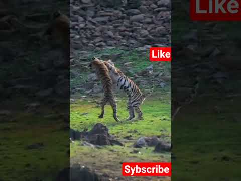 😱 ओह माय गॉड बाघों के बच्चों ने जमकर की लड़ाई 😱#बाघ #tiger #wildlife