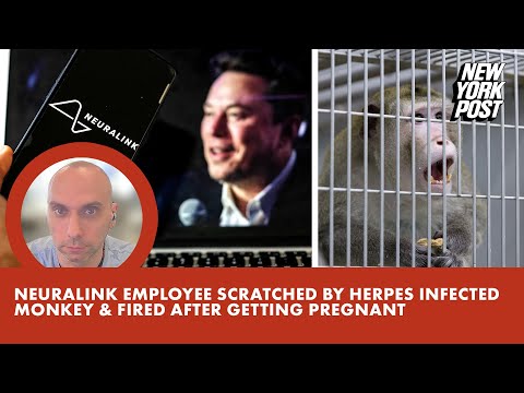 Neuralink employee was scratched by monkeys infected with herpes, fired after she became pregnant