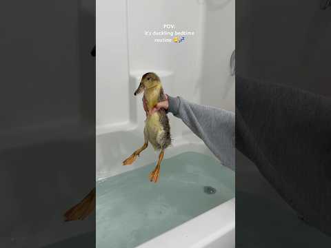 it’s duckling bedtime routine 🐥💤 #duck #duckling #cute #asmrsounds #shorts