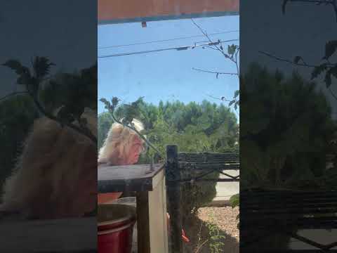 Watermelon vine rehydrating and going towards the light Timelapse #plant #plants #shorts