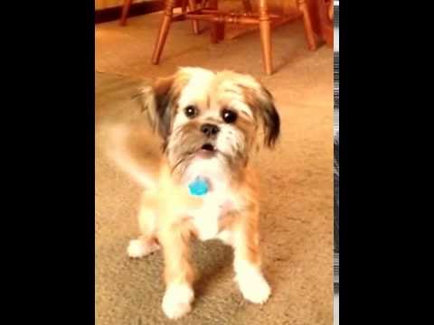 My Cute Dog