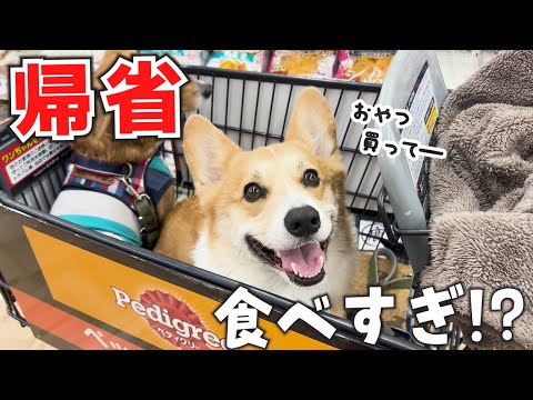 予定のないお正月は人間同様食べすぎちゃうコーギー犬