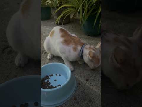 The Most Content Munch #cat #catlover #catvideos #cats