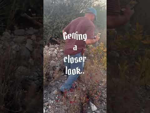 Search searching for rattlesnakes #california #rattlesnakes #rattler #snake #snakes #wildlife